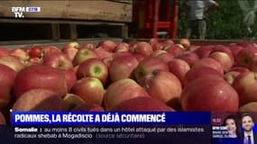 Fortes chaleurs: la récolte de pommes a déjà commencé