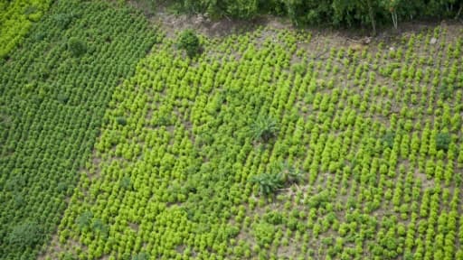 Les plantations de coca, ici à Tumaco le 29 mars 2017, couvrent 96.000 hectares colombiens Les plantations de coca, ici à Tumaco le 29 mars 2017, couvrent 96.000 hectares colombiens
