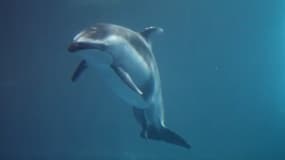 Un bébé dauphin à flancs blancs du Pacifique naît devant les caméras