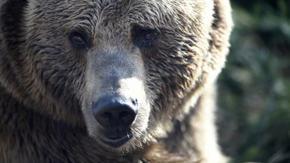 UN ESPAGNOL BLESSÉ PAR UN OURS DANS UN VILLAGE TOURISTIQUE AU JAPON