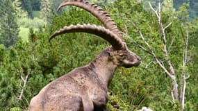 L'abattage controversé des bouquetins avait pourtant commencé dans le massif du Bargy