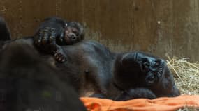 Calaya, gorille du zoo de Washington DC, et son bébé Moke, né le 15 avril. 