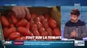 Dupin Quotidien : Tout sur la tomate - 22/07