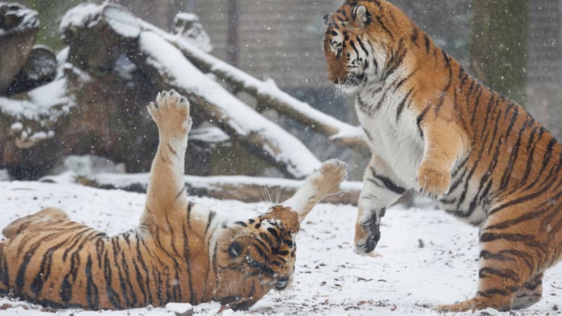 Des tigres sous la neige au parc Pairi Daiza, en Belgique, le 17 janvier 2024