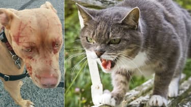 Sept Pitbulls Sauvagement Agresses Par Un Chat