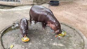 Capture d'écran d'une vidéo diffusée par le Khao Kheow Open Zoo le 4 novembre 2024 montrant Moo Deng (à gauche) en train de manger un plat de fruits sculptés portant le nom de Donald Trump en thaï, dans leur enclos au Khao Kheow Open Zoo, dans la province de Chon Buri