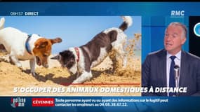 La chronique d'Anthony Morel : S'occuper des animaux domestiques à distance - 14/05