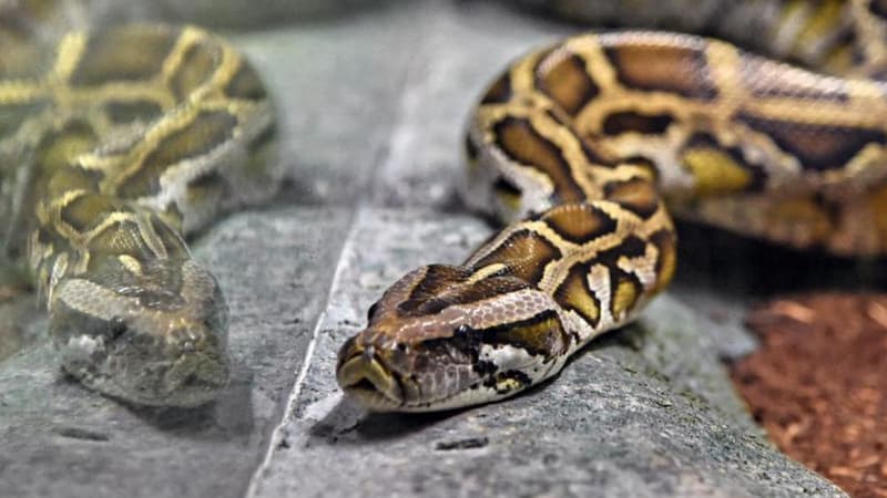 Un python. (photo d'illustration)