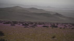 Le désert d'Atacama, l'un des plus secs du monde, couvert de fleurs à l'arrivée du printemps austral
