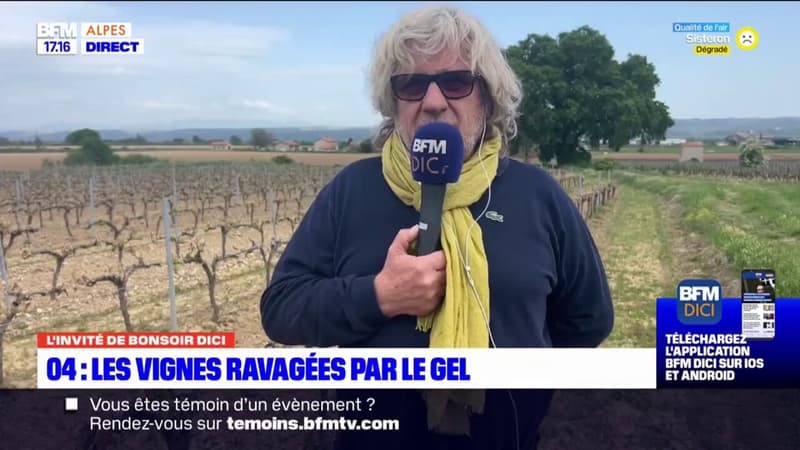 Alpes-de-Haute-Provence: jusqu&#039;à 80% de perte dans les vignes à cause du gel