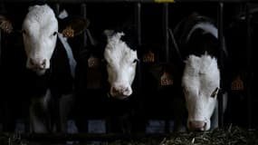 Des vaches à Beaumontois-en-Périgord le 14 février 2023 (photo d'illustration)