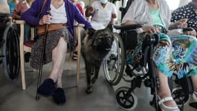 Un chien dans une maison de retraite de Bordeaux - Image d'illustration 