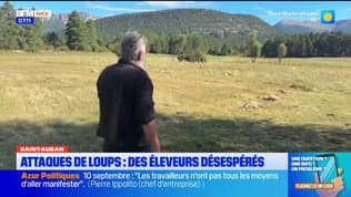 Les éleveurs désespèrent face aux attaques de loup dans les Alpes-Maritimes