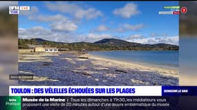 Var: des plages devenues violettes à cause de l'échouage de vélelles 