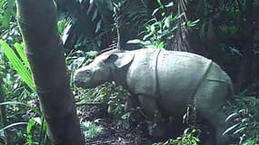 Un des deux rhinocéros de Java repéré dans le parc national d'Indonésie (photo d'illustration)