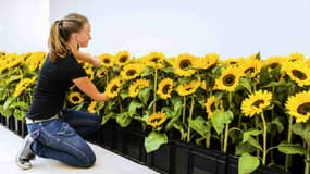 Des tournesols sont disposés en mémoire des victimes du vol MH17 au Musée Jan van der Togt d'Amstelveen, le 14 juillet 2015.