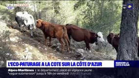 Côte d'Azur: le développement de l'éco-pâturage 