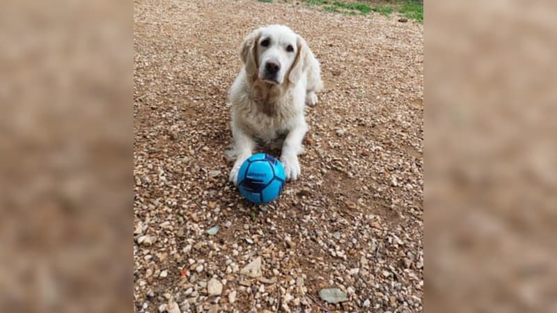 La chienne Baila a tenu son maître éveillé jusqu'à l'arrivée des secours.