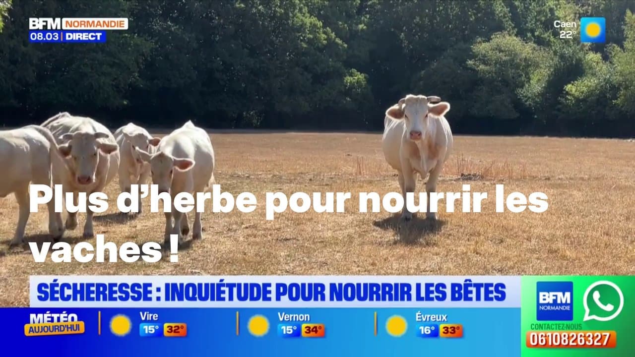 Plus d'herbes