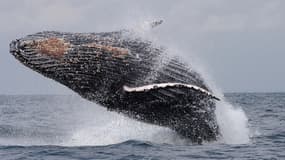 Selon l'étude, le réchauffement climatique pourrait même avoir été "accéléré par la terrible élminiation des baleines au 20e siècle".