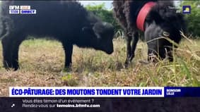 Nord-Pas-de-Calais: des moutons pour tondre la pelouse
