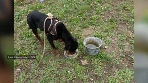 Un chien abandonné plusieurs jours en forêt a été retrouvé le 1er novembre 2023 attaché à un arbre dans le Var.