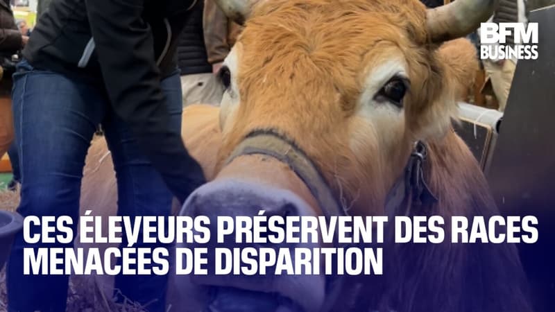 Ces éleveurs préservent des races menacées de disparition