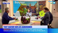 Le Café des Jardiniers: tout savoir sur les aubergines