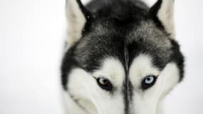 Un chien husky à Chulkovo (Photo d'illustration)