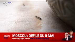 "Je n'ai jamais vu ça": les habitants d'un village corse excédés par une invasion de chenilles Bombyx