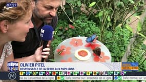 Paris Découverte: La plus grande serre aux papillons