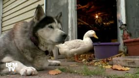 Un canard et un chien devenus de grands complices
