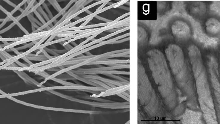 Les spermatozoïdes les plus vieux jamais découverts.