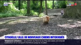 Lille: de nouveaux chiens intoxiqués dans le parc de la Citadelle