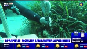 Saint-Raphaël: des ancrages écologiques pour sauver la posidonie