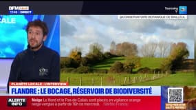 Planète Locale du mercredi 8 janvier - Le bocage, réservoir de biodiversité