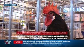 En Ardèche, le meurtrier du coq Marcel a été condamné à cinq mois de prison avec sursis  "Un traumatisme pour ma famille", selon son ex-propriétaire
