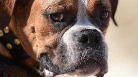 Un boxer allemand photographié à Huntington Beach en 2012 (illustration)