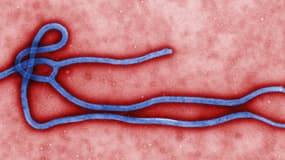 Le virus Ebola.