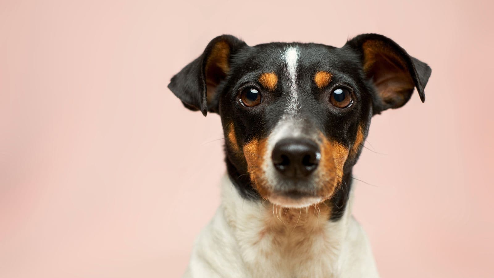 Les meilleures croquettes pour chien pour les petits budgets