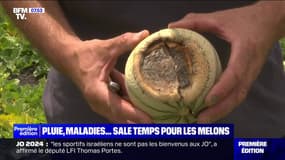 Pluies, maladies... Les producteurs de melons connaissent un début de saison difficile