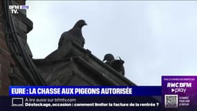 Envahie par de nombreux pigeons, cette commune de l'Eure autorise leur chasse