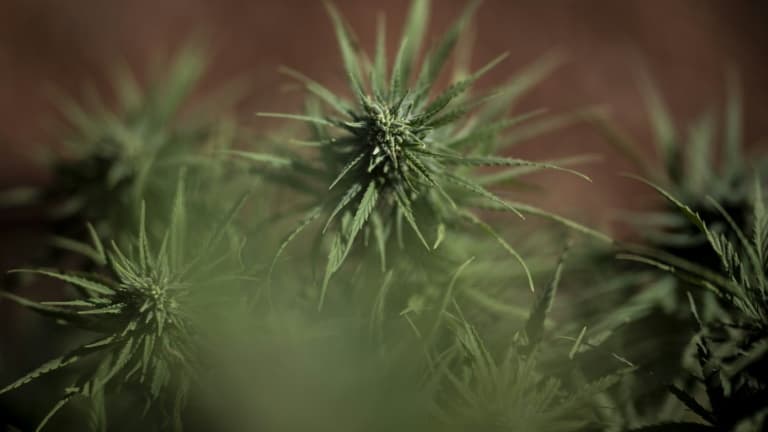 Plants de cannabis à usage médical cultivés à Serpa, au Portugal (photo prise le 13 septembre 2024)