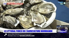 Normandie: une terre pour la culture des coquillages