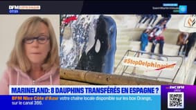 Marineland : 8 dauphins devraient être transférés en Espagne, l'association One Voice s'inquiète