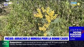 Fréjus: des opérations d'arrachage du mimosa organisées face au risque d'incendies