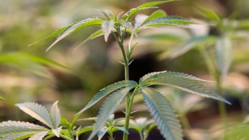Des plants de cannabis photographiés le 12 octobre 2018 à Lincoln, Ontario, au Canada. Des plants de cannabis photographiés le 12 octobre 2018 à Lincoln, Ontario, au Canada.