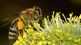 Louer une ruche pour l'installer plusieurs semaines à proximité d'un champ de céréales ou d'un verger en fleurs rapporte seulement entre 25 et 90 euros en moyenne.