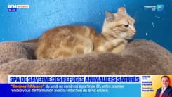 Les refuges animaliers saturés, la SPA de Saverne met en place une liste d'attente