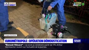 Eurométropole de Strasbourg: plusieurs opérations de démoustication prévues après la découverte de cas de dengue